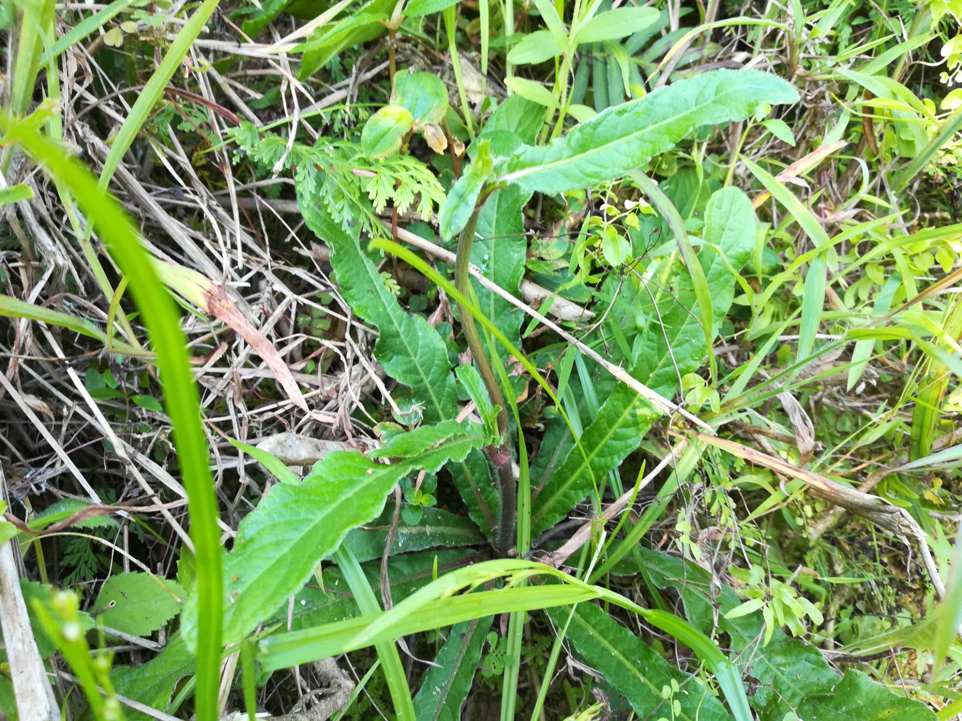 大量批发 地胆草 地胆头 牛舌草 苦地胆 牛吃埔 铁灯盏 各-阿里巴巴